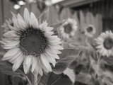 A Black and White Photograph of a Sunflower