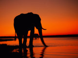 African Elephant Silhouetted at Twilight