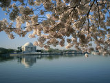 View of Cherry Blossoms and Lincoln Memorial at the Tidal Basin