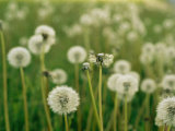 Dandelion Heads in a Field Near Walton  Nebraska