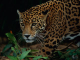 A Portrait of a Leopard (Panthera Pardus)