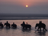 Elephants Lumber into the River at Sonpur
