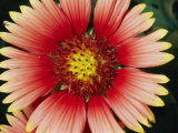 A Close View of a Cactus Flower