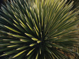 A Lechuguilla Plant in the Desert