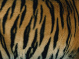 Close View of the Stripes on a Indian Tiger