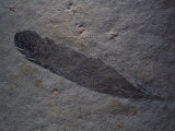 Earliest Known Bird Fossil Found in 1861 in the Bed of an Ancient Lagoon in Bavaria