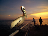 A Brown Pelican Sits on the Pier Railing at Sunset  While People Fish in the Background