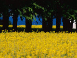 Spectacular Fields of Yellow Wildflowers