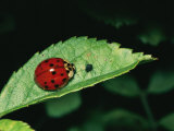 A Close View of a Ladybug and Aphid on a Leaf