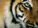 Close View of an Indian Tiger