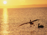 Brown Pelicans at Sunset