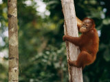 A Bornean Orangutan Baby