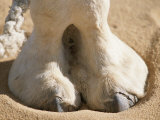 The Photographer Zeroes in on a Dromedary Camels Hoof in the Sahara