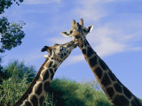 Giraffes Nuzzle One Another