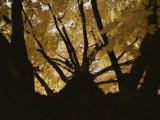 View Looking up an Oak Tree Trunk at Highlighted Yellow Autumn Leaves