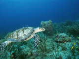 An Endangered Hawksbill Turtle Swims Near the Sea Floor