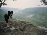 A Border Collie Stands on the Bluff at Ravens Point  Tennessee