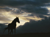 A Wild Horse is Silhouetted by the Setting Sun under Gathering Storm Clouds