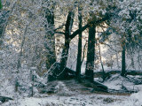 Winter View of the Merced River after a Snowfall