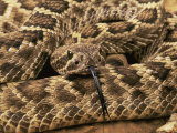 Mojave Rattlesnake