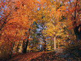 A Deciduous Forest Shows off its Fall Colors
