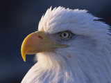 A Portrait of a Bald Eagle