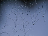 Detail of Spider Web Bejeweled with Crystal Drops of Dew