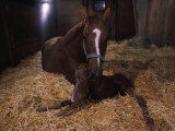 Mare Licking Her Newborn Colt