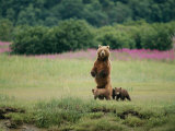 An Alaskan Brown Bear Guards Her Cubs