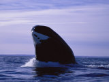A Bowhead Whale  Also Known as a Greenland Right Whale