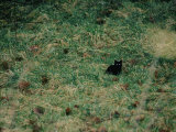 A Black Cat