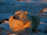 An Adult Polar Bear (Ursus Marititmus) at Ease