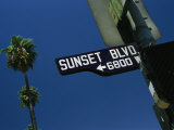 Looking up at Sunset Boulevard Sign with Palm Tree in Background