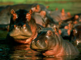 Hippopotamuses Wading in the Water
