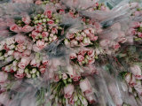Bundles of Pink Roses are Gathered for Sale