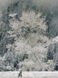A Black Oak Tree Covered in Frost