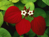 Close View of Flowers in Mangrove Forest