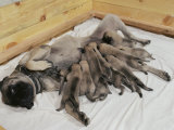 A Good View of About a Dozen Mastiff Puppies Feeding from Their Mother