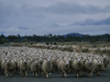 In New Zealand  Sheep are Kings of the Road