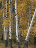 Quaking Aspen Trees in Autumn