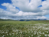 Clouds over a Green Landscape