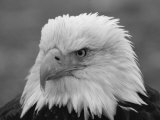 A Black and White Portrait of an American Bald Eagle