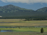 Scenic Wyoming Landscape with Grazing Bison