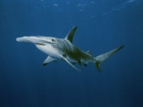 Great Hammerhead Shark