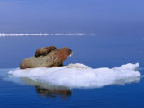 An Atlantic Walrus (Odobenus Rosmarus) Mother and Cub Rest on a Pack of Ice