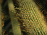 Close-up View of Needles on a Cactus