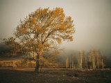 Golden Sunlit Tree in the Mist