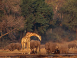 Elephants and a Solitary Giraffe Share a Water Hole