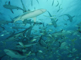 Sharks in a Feeding Frenzy