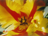 A Close-up of a Flower
